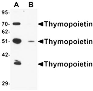 Thymopoietin Antibody