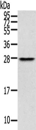 THYN1 antibody