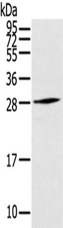 THYN1 antibody