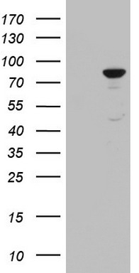 TIA1 antibody