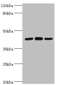 TIA1 Antibody