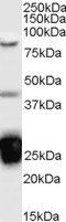 Goat anti-TIA1 Antibody
