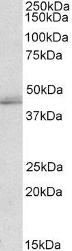 Goat anti-TIAL1 & TIA Antibody