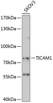 TICAM1 antibody