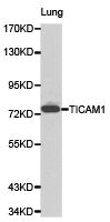 TICAM1 Antibody