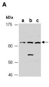 TICAM1 (N) Antibody, Rabbit Polyclonal