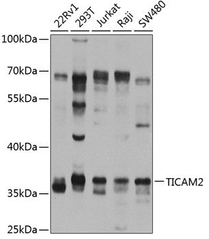 TICAM2 antibody