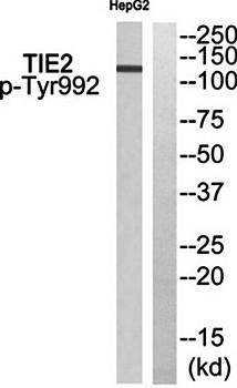 TIE2 (phospho-Tyr992) antibody