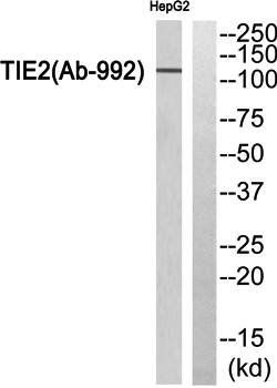 TIE2 antibody