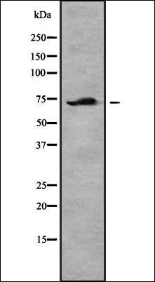 TIF-IA (Phospho-Ser649) antibody