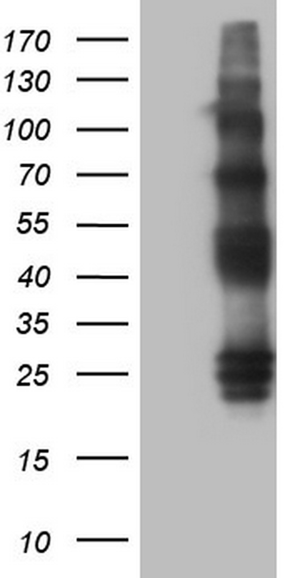TIF1 alpha (TRIM24) antibody