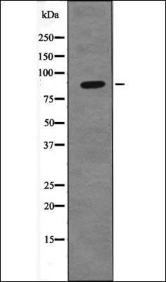 TIF1- beta (Phospho-Ser824) antibody