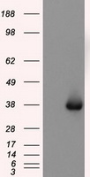 TIF1 gamma (TRIM33) antibody