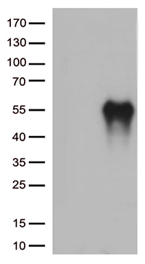 TIM 3 Antibody