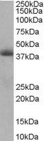 Goat anti-TIM50 Antibody