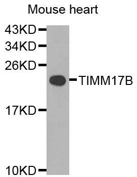 TIMM17B antibody