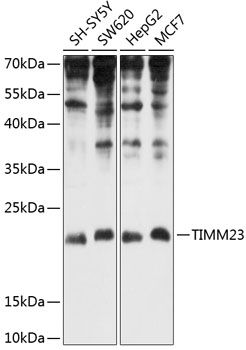 TIMM23 antibody
