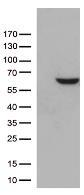 TIMM50 Antibody