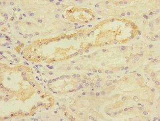 TIMM50 Antibody