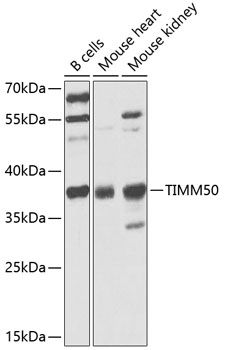 TIMM50 antibody