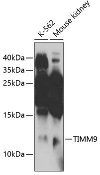 TIMM9 antibody