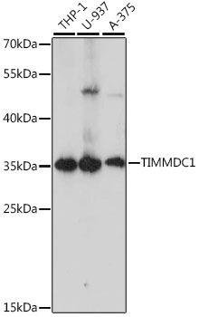 TIMMDC1 antibody
