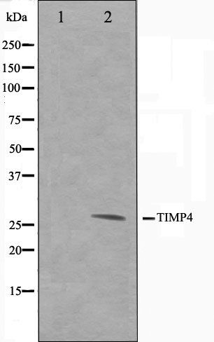 TIMP4 antibody