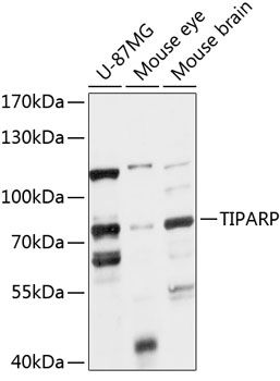 TIPARP antibody