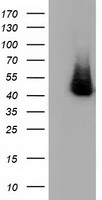 TIPRL Antibody