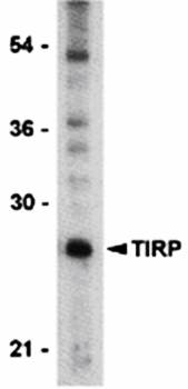 TIRP Antibody