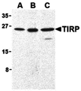 TIRP Antibody