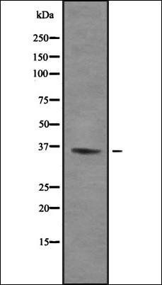 TIS11B antibody
