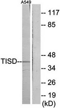TISD antibody
