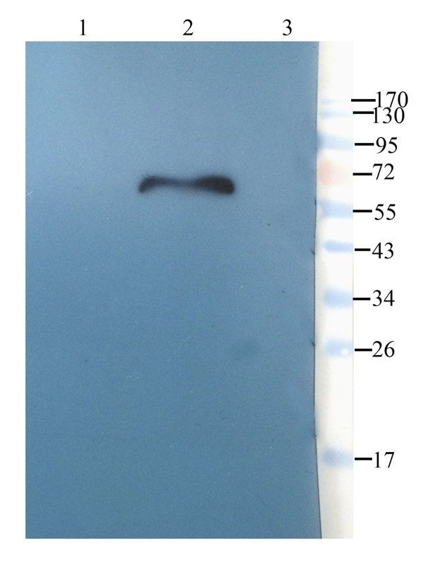 Tissue Factor Rabbit Polyclonal Antibody