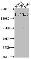 TJP2 Antibody