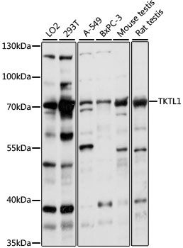 TKTL1 antibody