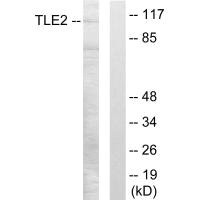 TLE2 antibody