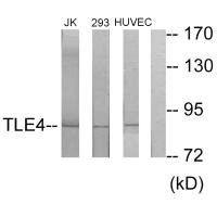TLE4 antibody