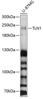 TLN1 antibody