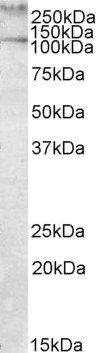 TLN1 antibody