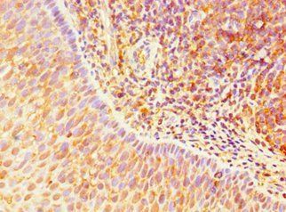 TLR10 Antibody