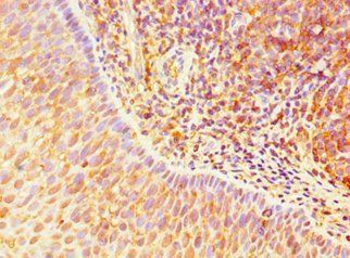 TLR10 antibody