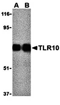 TLR10 Antibody