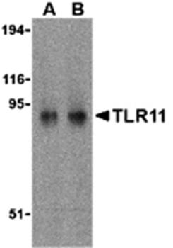 TLR11 Antibody