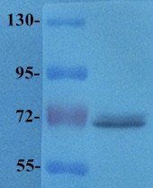 TLR2 antibody