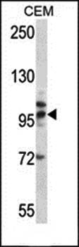 TLR2 antibody