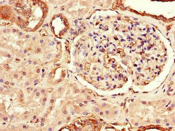 TLR3 Antibody