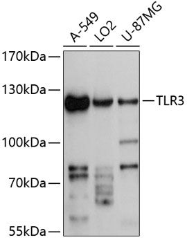 TLR3 antibody