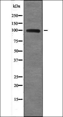 TLR3 (Phospho-Tyr759) antibody