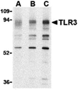 TLR3 Antibody